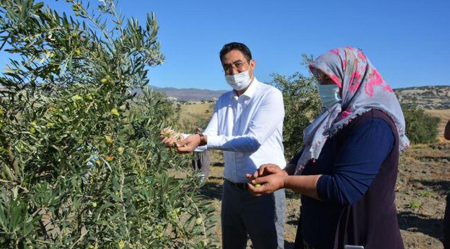 ZEYTİN HASADI BAŞLADI